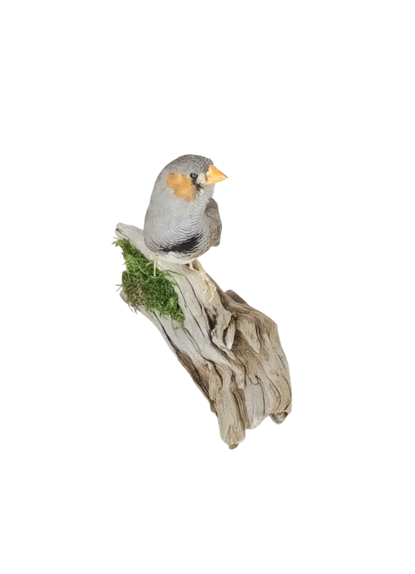Taxidermy Zebra Finch. Log no 732a. - Image 2